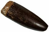 Fossil Sauropod Dinosaur (Titanosaur) Tooth - Morocco #298485-1